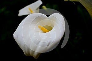 Calla flower pleases with its dazzling white color.