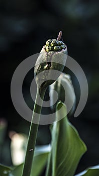 Calla flower seeds macro