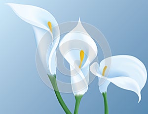 Calla flowers