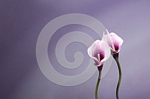 Calla flowers against purple colored background.Empty space for design