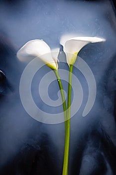 Calla flowers in dark bath with milk