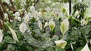 Calla flowers at Ngoc Son Temple