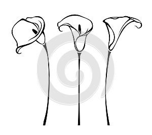 Calla flowers. Vector black and white line art illustrations