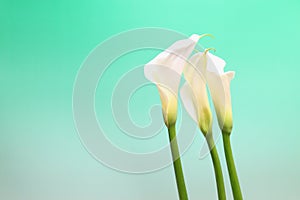 Calla in a green Gradation