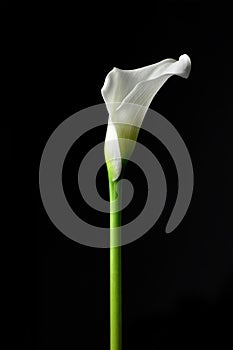 Calla isolated on black