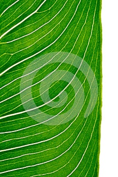 Calla leaf vertical