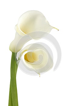 Calla lilies