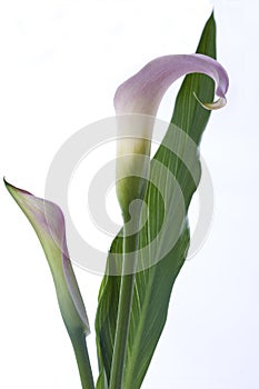 Calla Lilies
