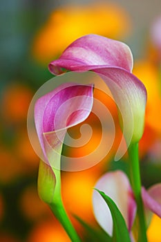 Calla Lillies