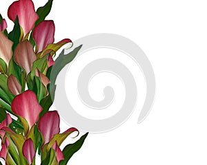 Calla Lilies Background or border