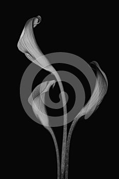 Calla lilies on black background. Monochrome image