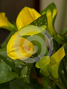 Close-up of Bright Yellow Calla Lilies