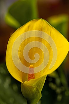 Close-up of Bright Yellow Calla Lilies