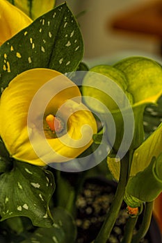 Close-up of Bright Yellow Calla Lilies