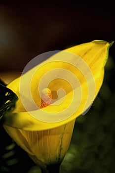 Close-up of Bright Yellow Calla Lilies