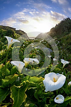 Calla lilies on the coast