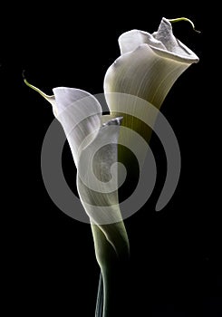 Calla Lilies Entwined