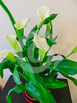 Calla lilies Flowers,White calla cultivated in a flower pot