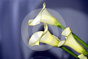 Calla lilies in love