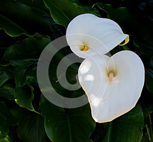 Calla Lilies Shadey Sun