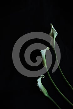 Calla lilies white black background greeting card