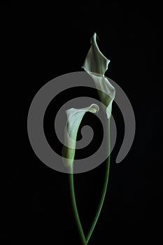 Calla lilies white black background greeting card