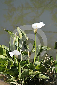Calla Lilies White Flowers Plant