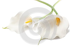 Calla lillies