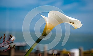 Calla lilly