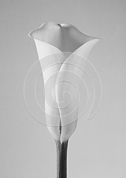 Calla lilly