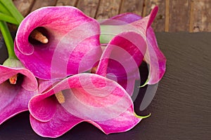 Calla lilly