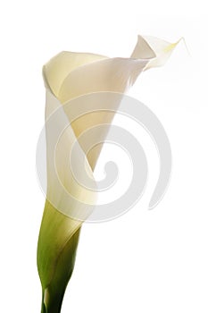 Calla lilly