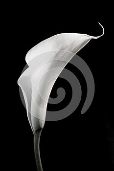 Calla Lilly in Black and White