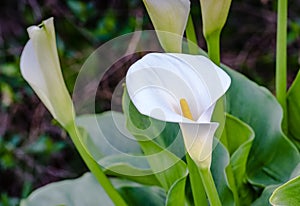 Calla Lilly Bloom