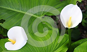 Calla Lilly