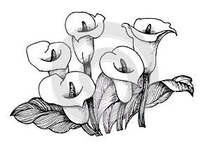 Calla lilly floral, black and white illustration background