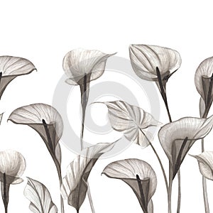 Calla lilly flowers seamless border Transparent watercolor botanical print Monochrome translucent floral pattern Xray flowers