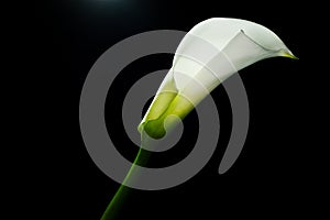 Calla lilly isolated on black