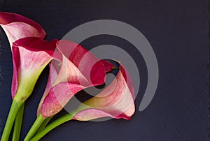 Calla lilly