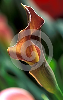 Calla Lilly three
