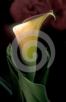 Calla Lilly, two