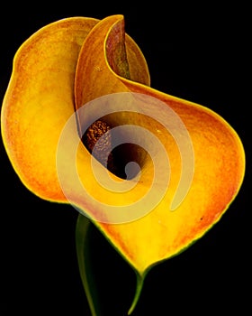 Calla Lily