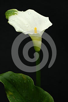 Calla Lily