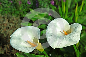 Calla Lily