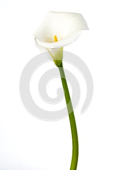 Calla lily