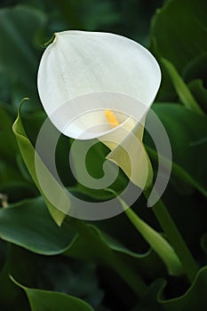 Calla lily