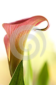 Calla Lily