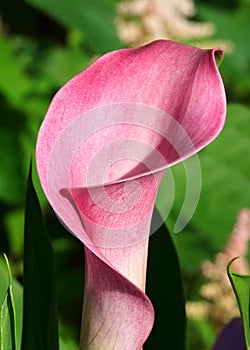 Calla Lily