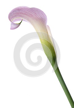 Calla lily
