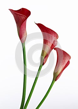 Calla Lily